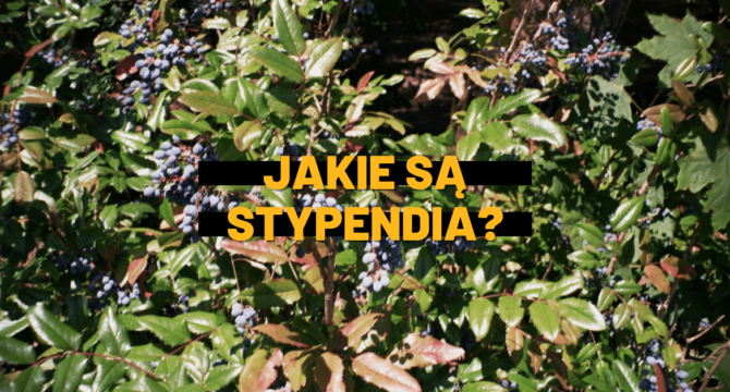 jakie sa stypendia