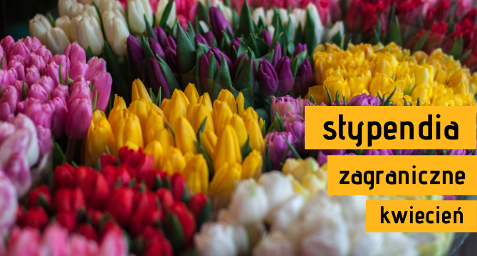 tulipany ilustrujące artykuł o stypendia zagraniczne - kwiecień 2021