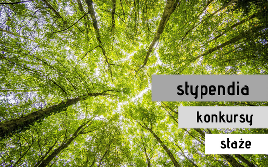 zdjęcie drzew ilustrujące artykuł Aktualne stypendia i konkursy 2