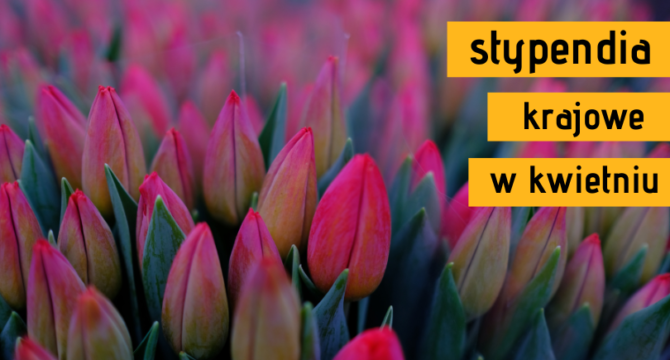 zdjęcie tulipanów ilustrujące artykuł Stypendia krajowe w kwietniu