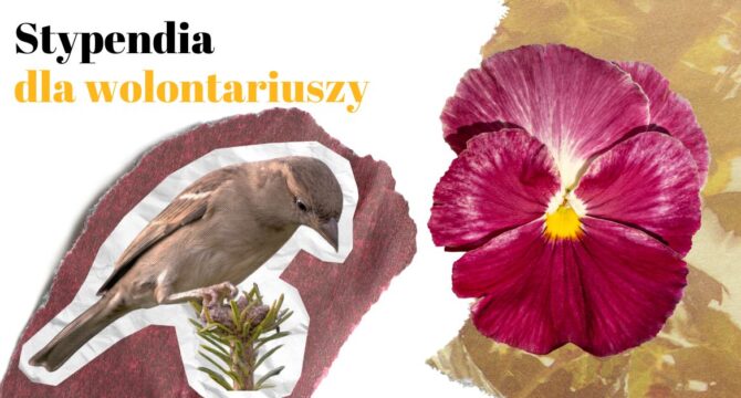 stypendia dla wolontariuszy